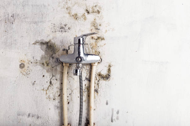 Mold Removal and Inspection in Birdsboro, PA