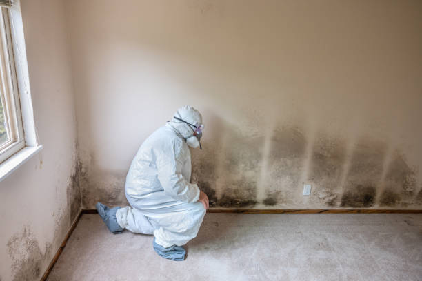 Trusted Birdsboro, PA Mold Removal Experts