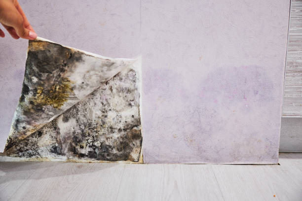 Best Home Mold Removal  in Birdsboro, PA